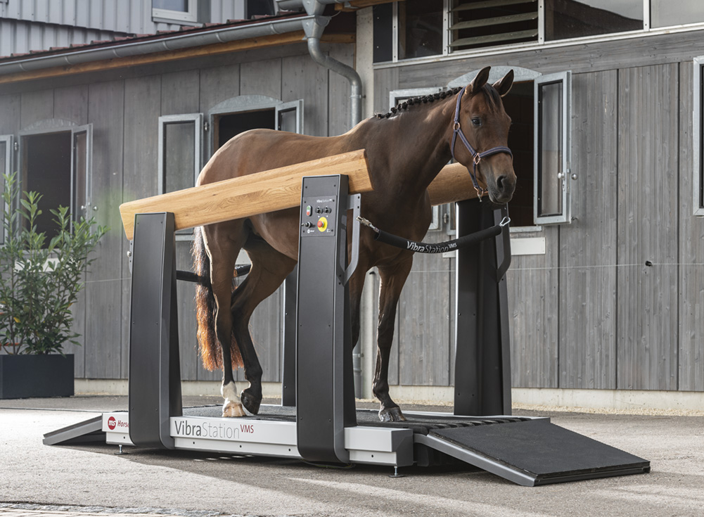 Fotoshooting bei MS Horse Vibrationstrainer mit Pferd
